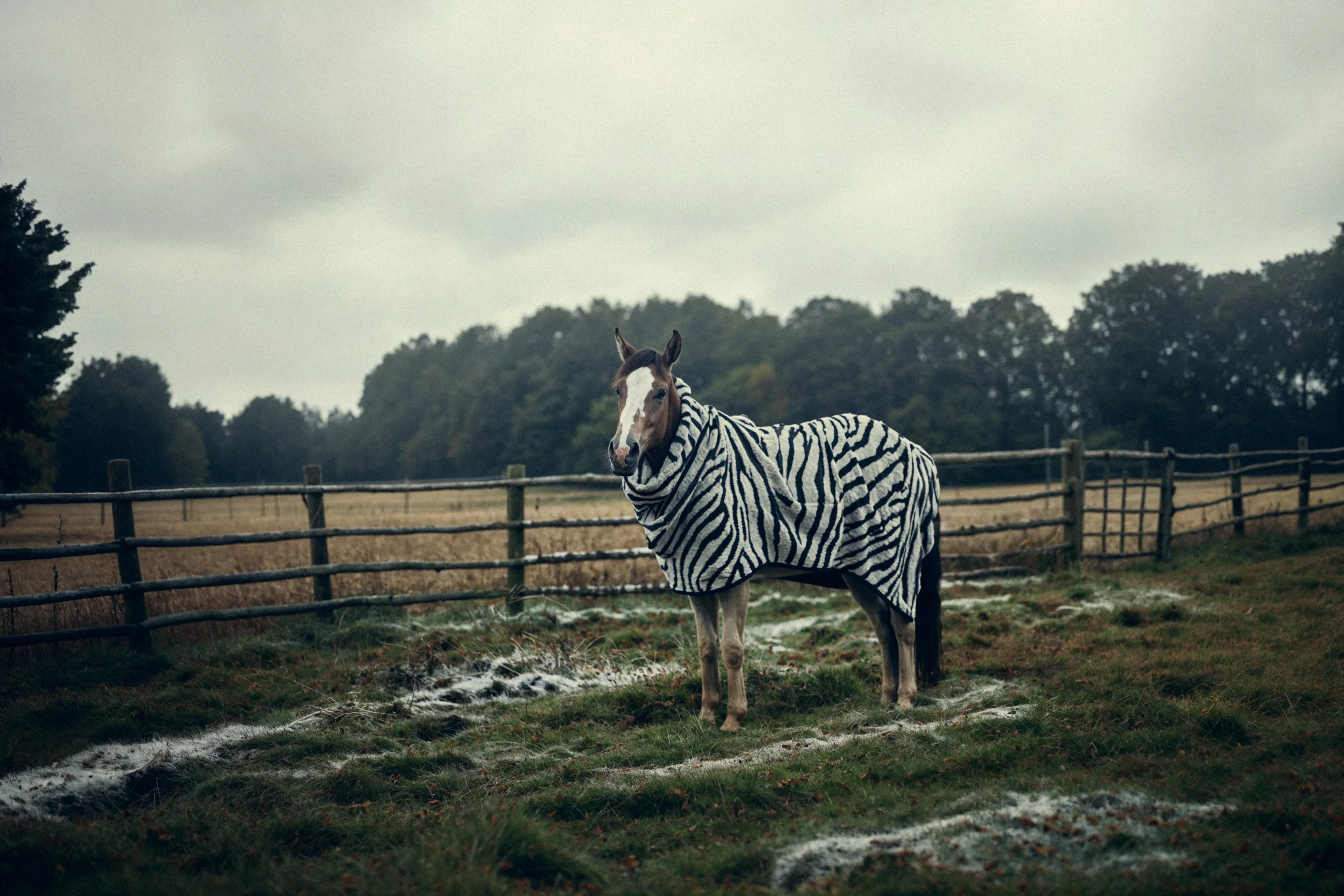 Bavarian Animals 13 by Robert Brembeck