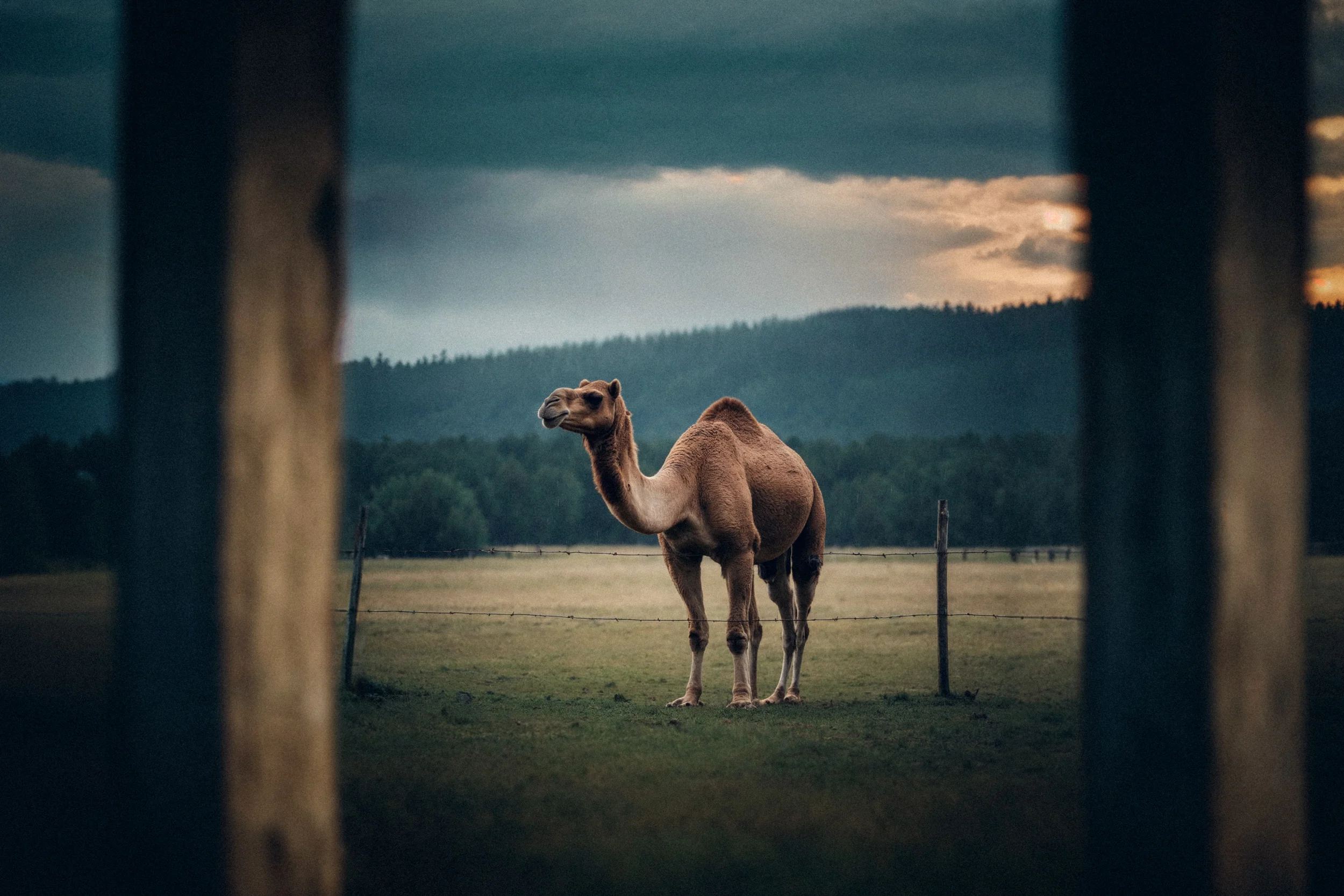 Bavarian Animals 3 by Robert Brembeck