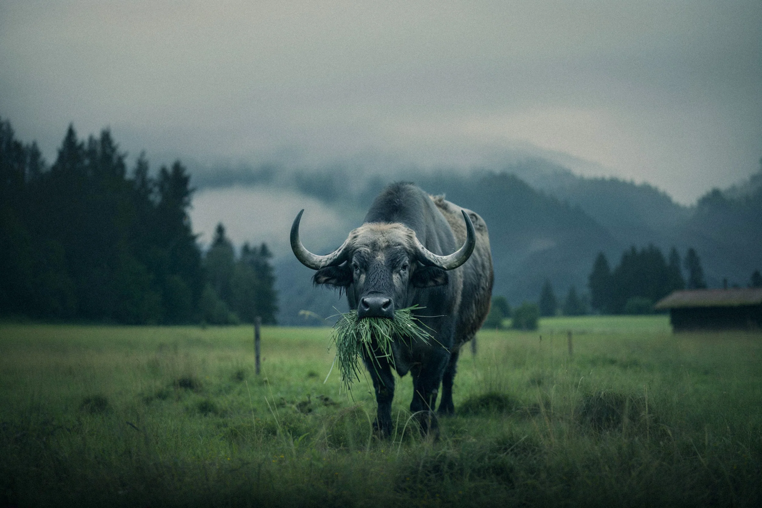 Bavarian Animals 15 by Robert Brembeck
