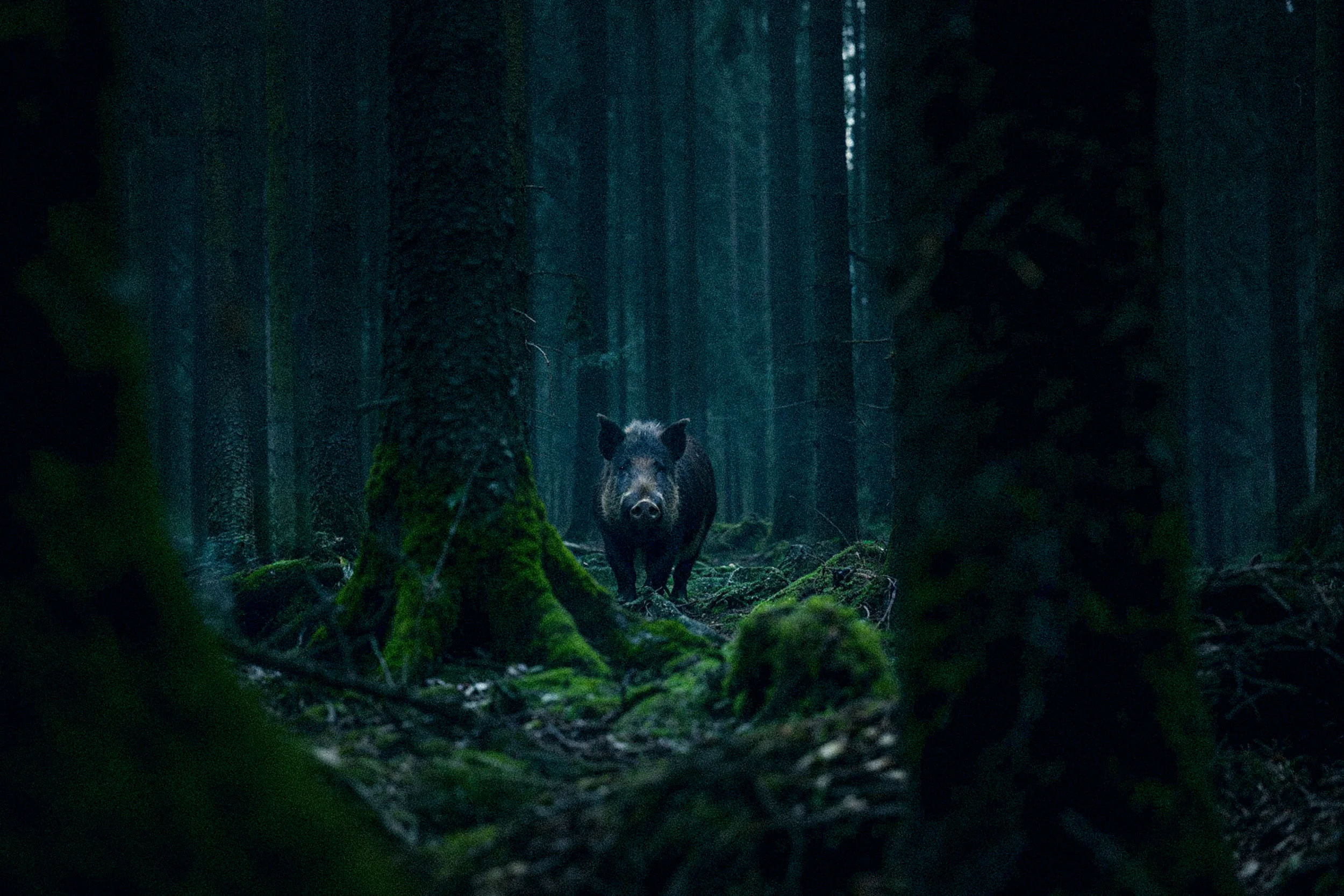 Bavarian Animals 14 by Robert Brembeck