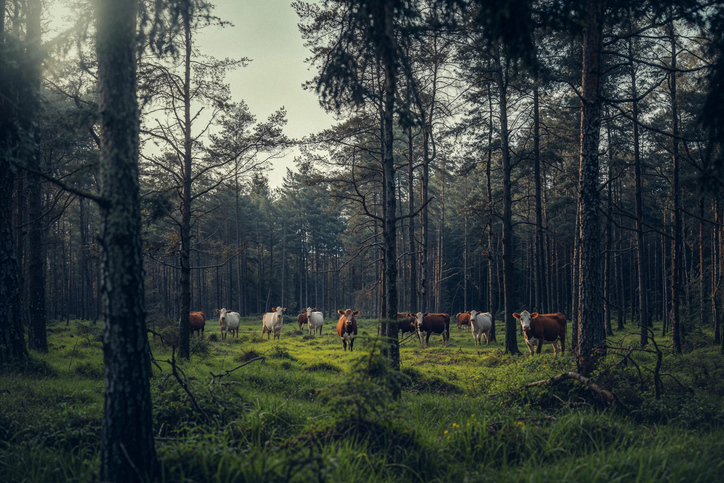 Bavarian Animals 17 by Robert Brembeck