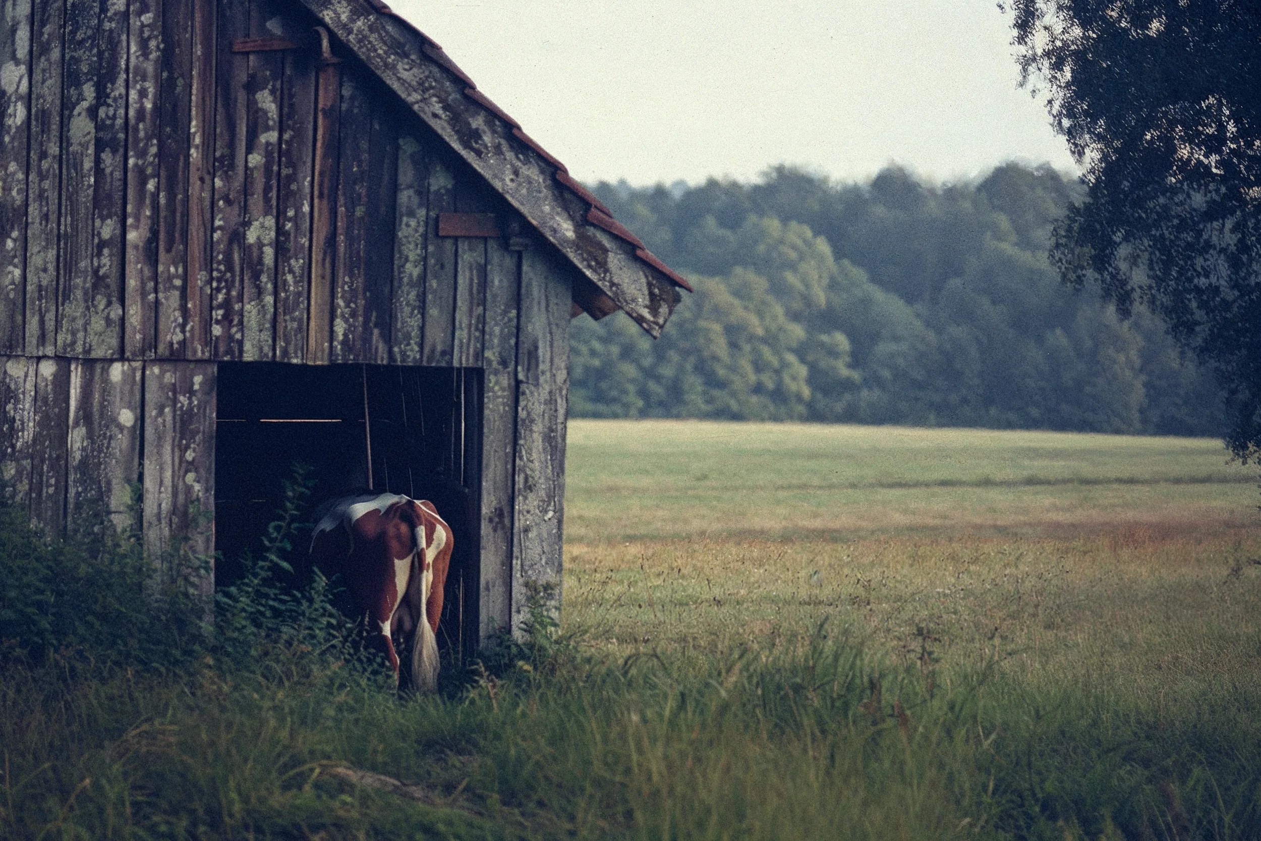 Bavarian Animals 20 by Robert Brembeck