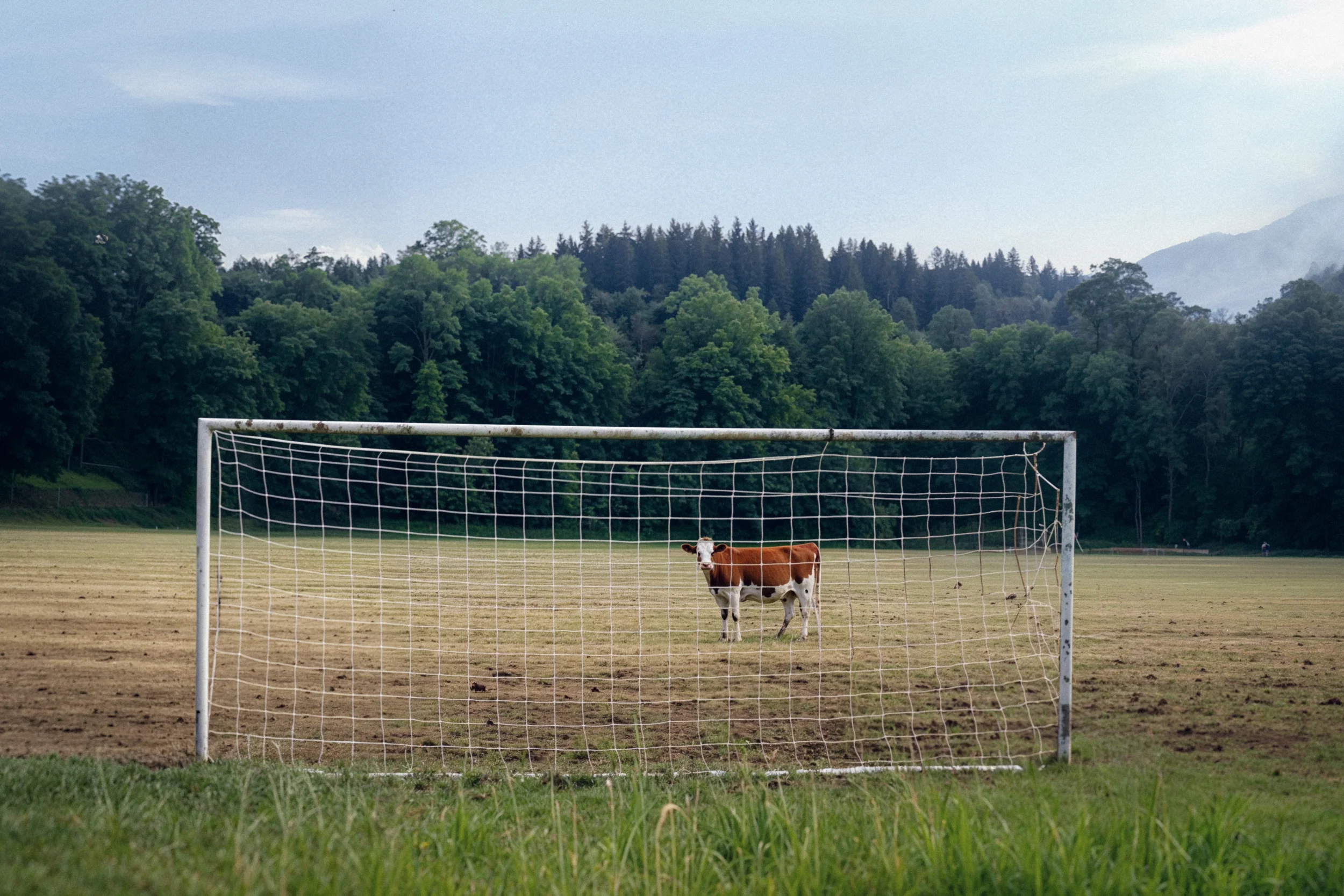 Bavarian Animals 21 by Robert Brembeck