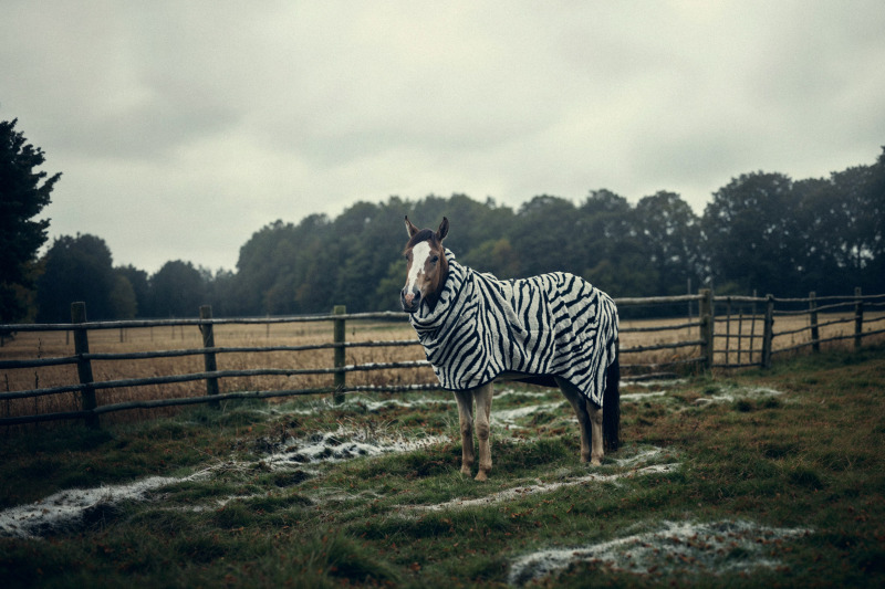 Bavarian Animals 73 by Robert Brembeck